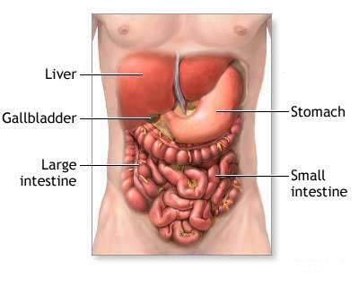 gut